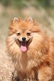 SPITZ ALLEMAND 470